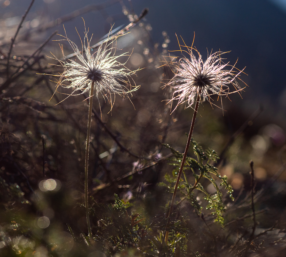 photo "***" tags: macro and close-up, september, Алтай, Чуйский тракт