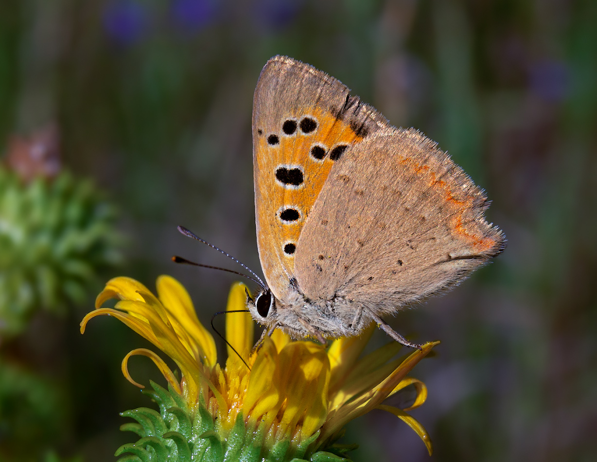 photo "***" tags: macro and close-up, butterfly, голубянка