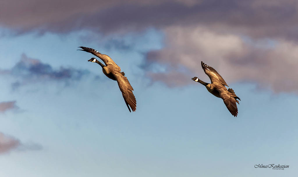 фото "Ganadian geese" метки: природа, разное, wild animals bird fish lake