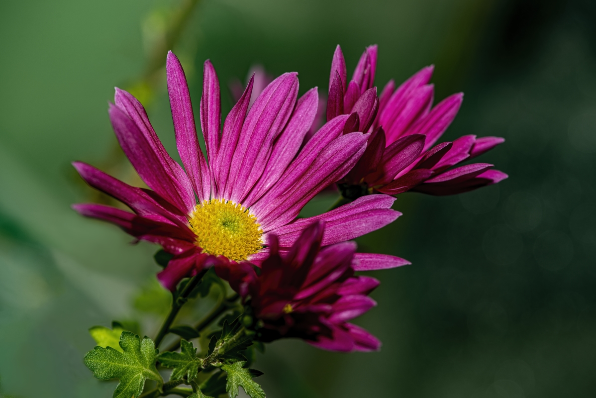 photo "Global Warming" tags: macro and close-up, 