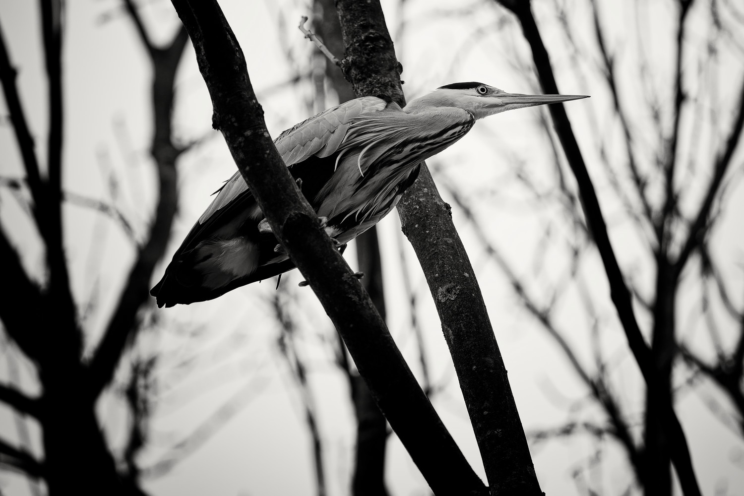 photo "***" tags: nature, black&white, Europe, wild animals