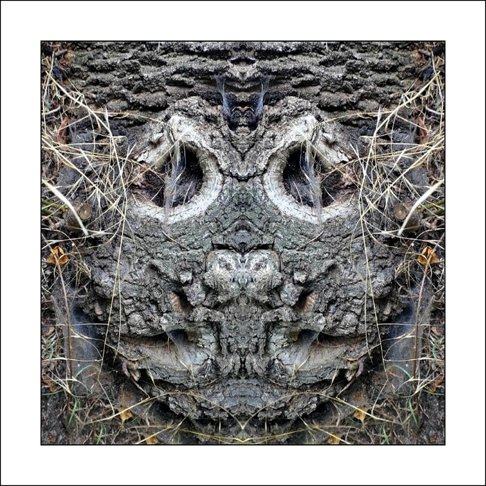 photo "herr kussmaul - mister ..." tags: digital art, macro and close-up, nature, bark, close-up, tree