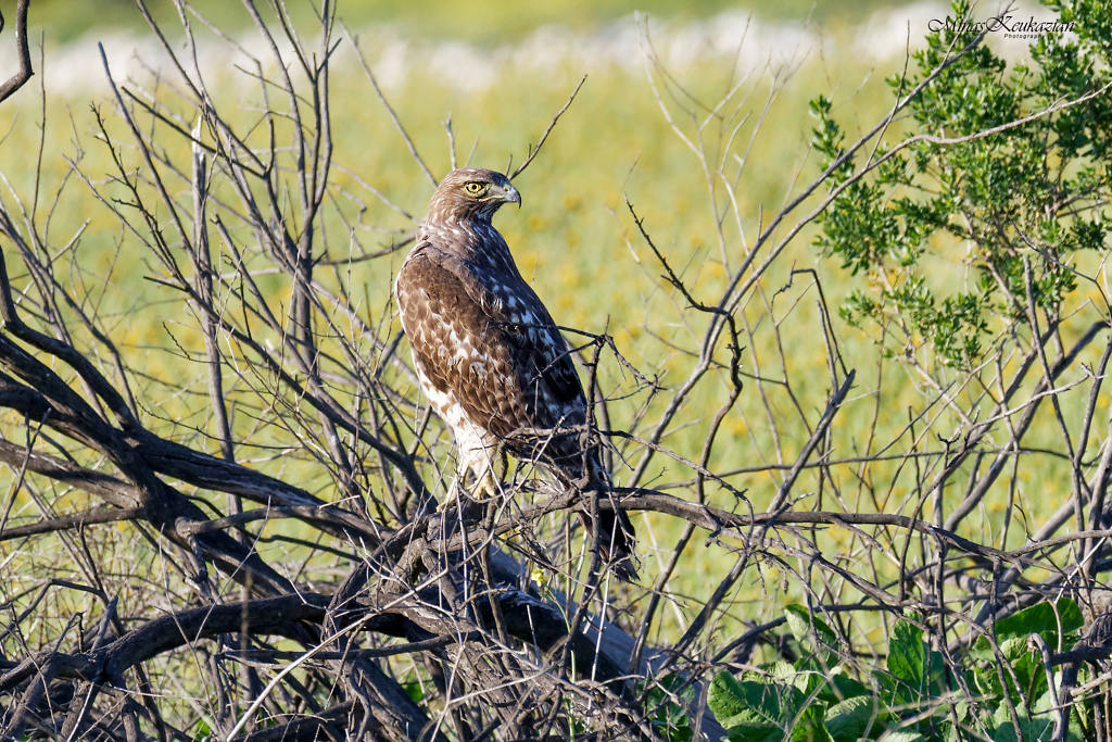 photo "Red tail hawk" tags: nature, misc., wild animals bird fish lake