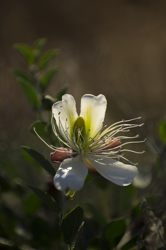 photo "***" tags: travel, nature, macro and close-up, 