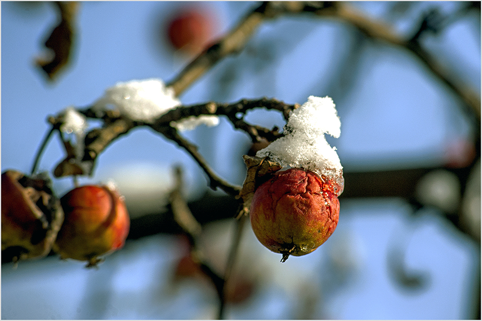 photo "***" tags: nature, macro and close-up, 