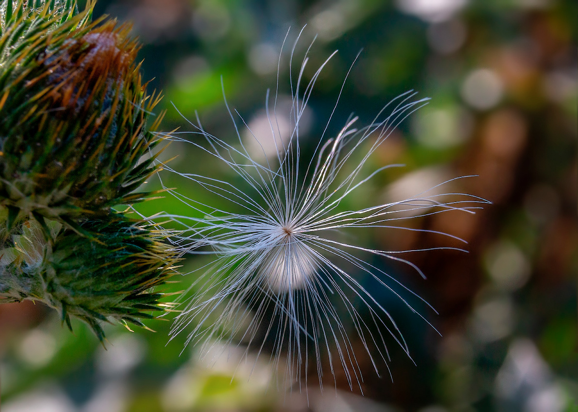 photo "***" tags: macro and close-up, 