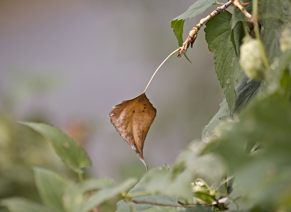 фото "***" метки: природа, луг