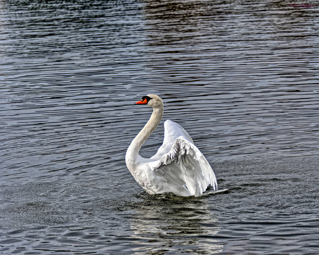 photo "Swan" tags: nature, misc., wild animals bird fish lake