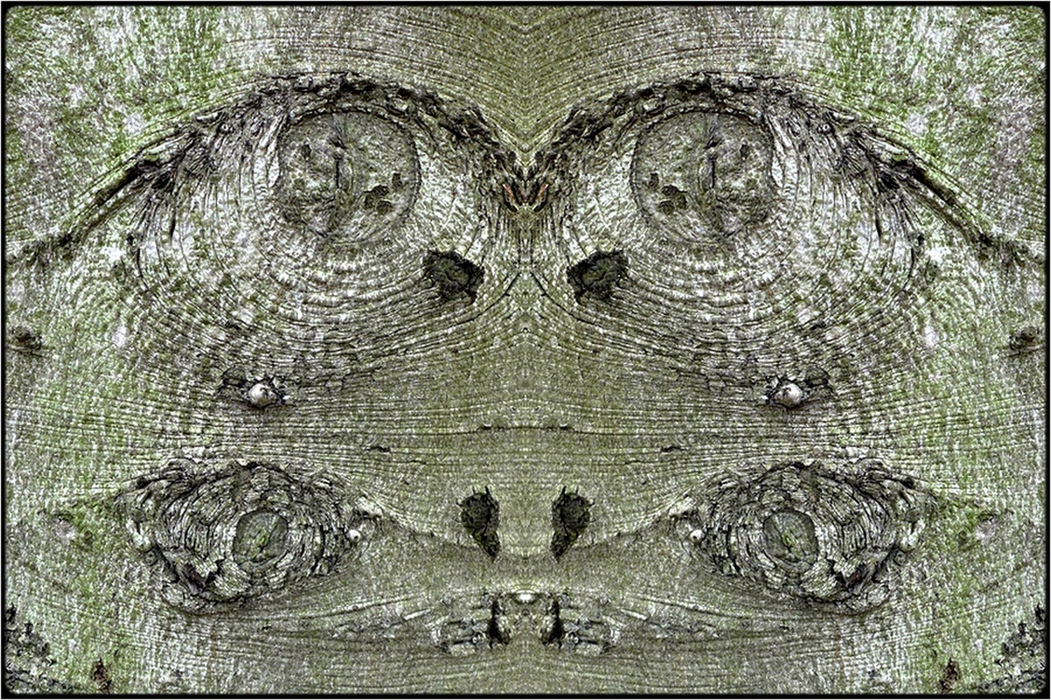 photo "vieräuglein - litle four-eyed" tags: digital art, macro and close-up, nature, bark, mirror, tree