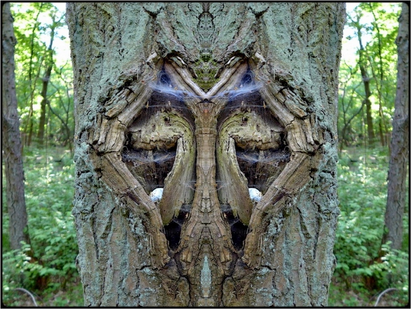 photo "wappenbaum - arms' tree" tags: digital art, nature, macro and close-up, bark, closeup, mirror, tree