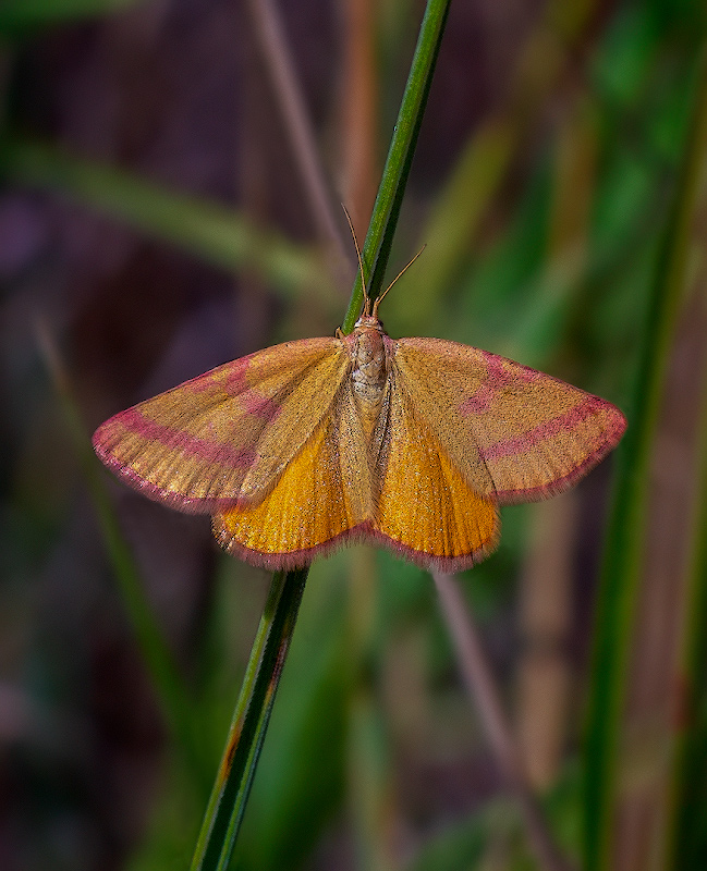 photo "***" tags: macro and close-up, 