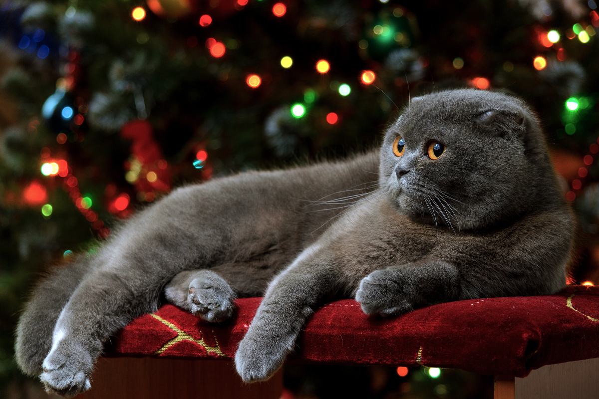 photo "Christmas kitty photo" tags: misc., tomcat, Новый Год, гирлянды