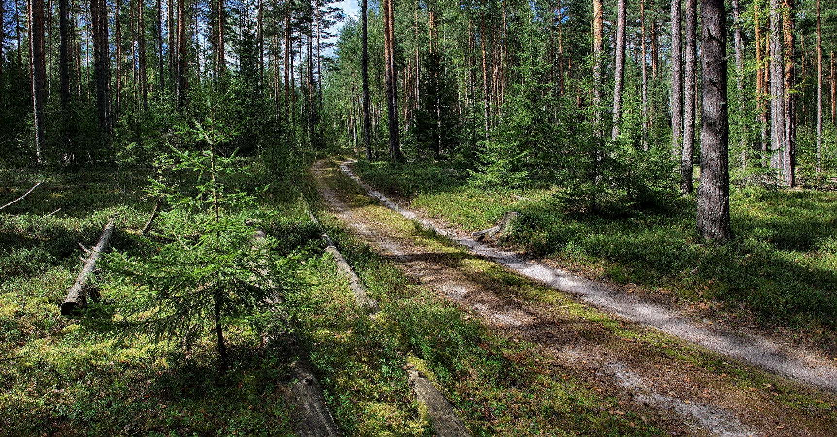 фото "Заповедные тропки, грибные..." метки: пейзаж, природа, 