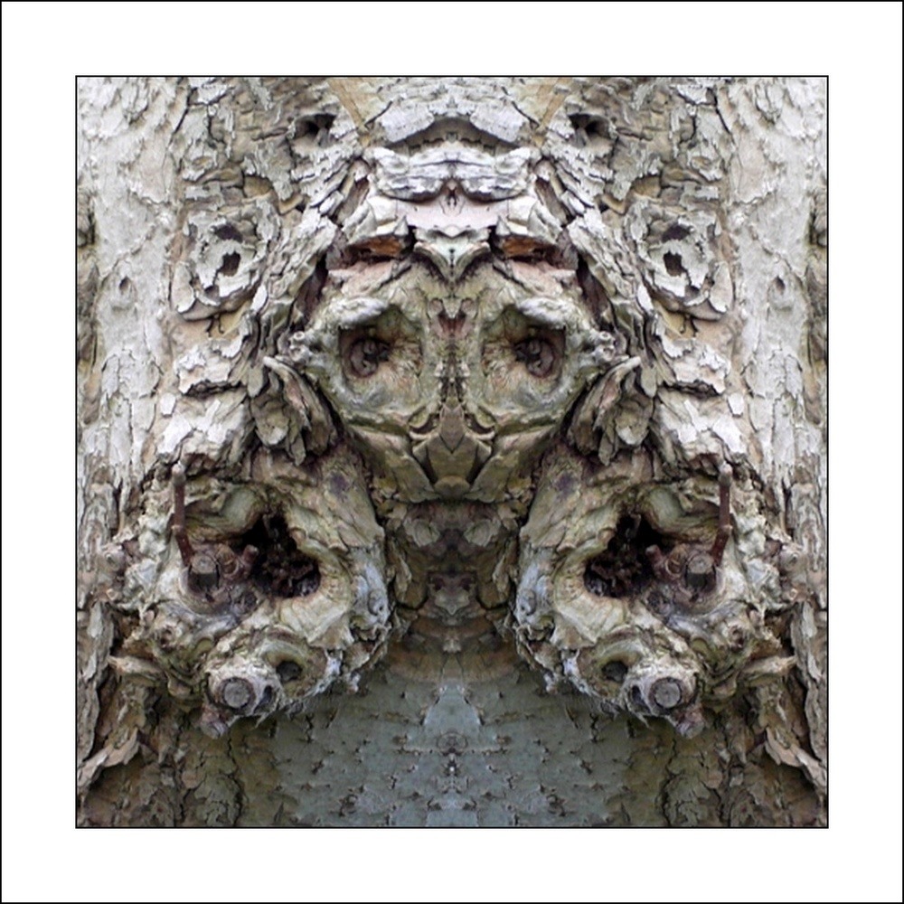 photo "widderkopf - ram's head" tags: digital art, nature, macro and close-up, bark, close-up, mirror, tree