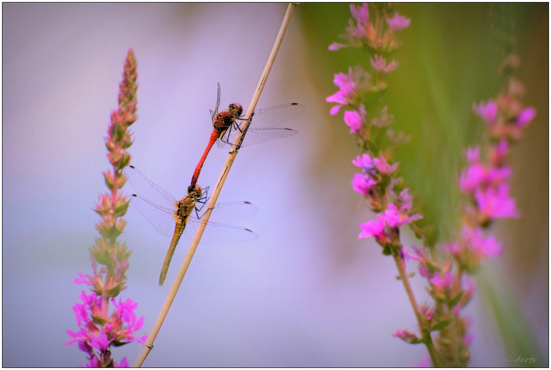 photo "***" tags: nature, macro and close-up, 