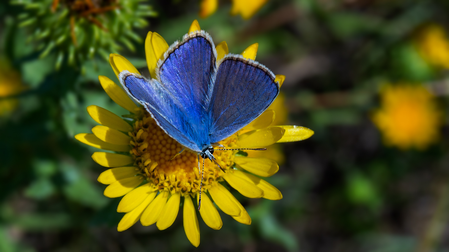 photo "***" tags: macro and close-up, 