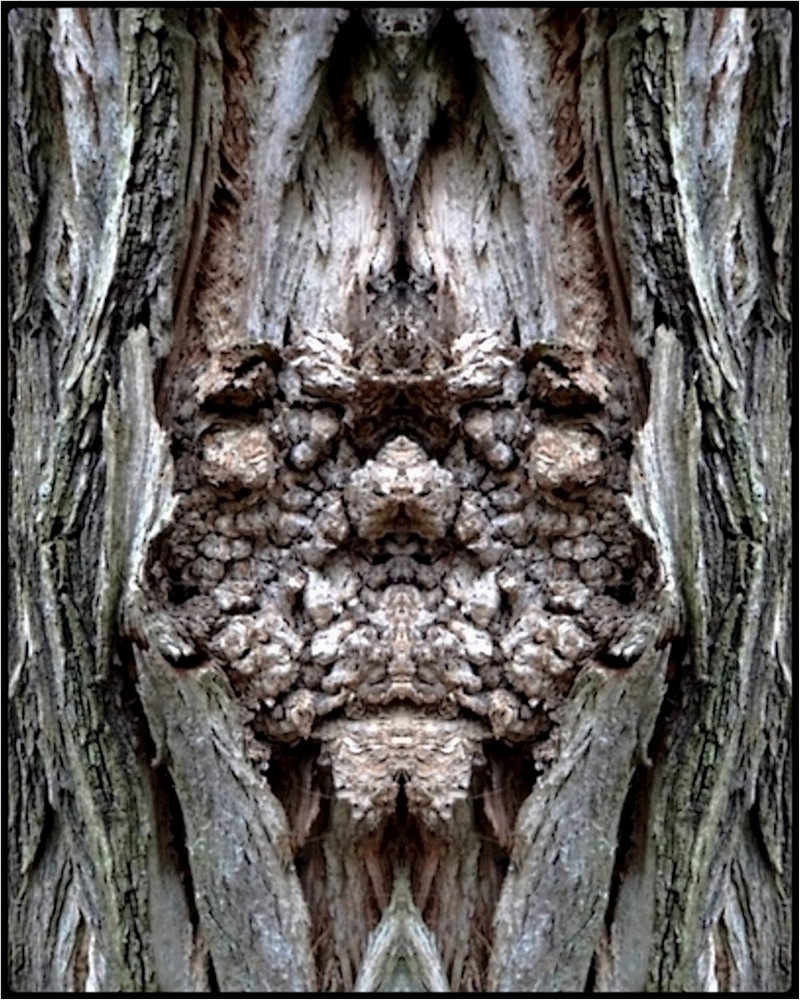 фото "zwerg zipfelmütz - gnome stocking cap" метки: digital art, макро и крупный план, природа, bark, close-up, mirror, tree