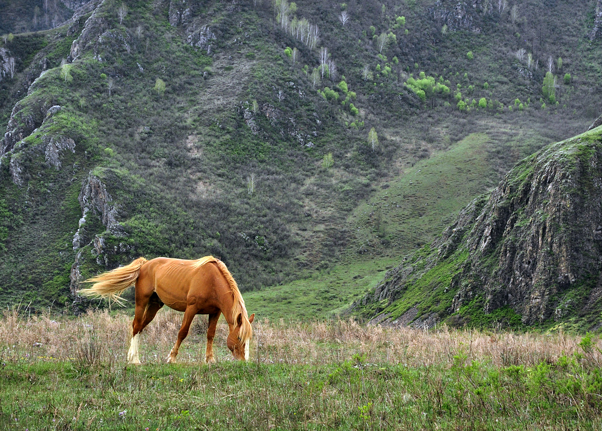 photo "***" tags: nature, pets/farm animals, Алтай