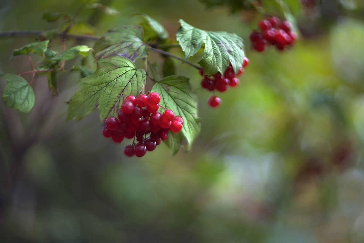 photo "***" tags: nature, macro and close-up, 