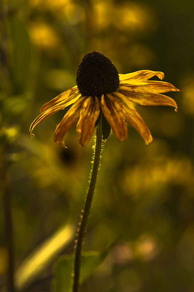 photo "***" tags: macro and close-up, 