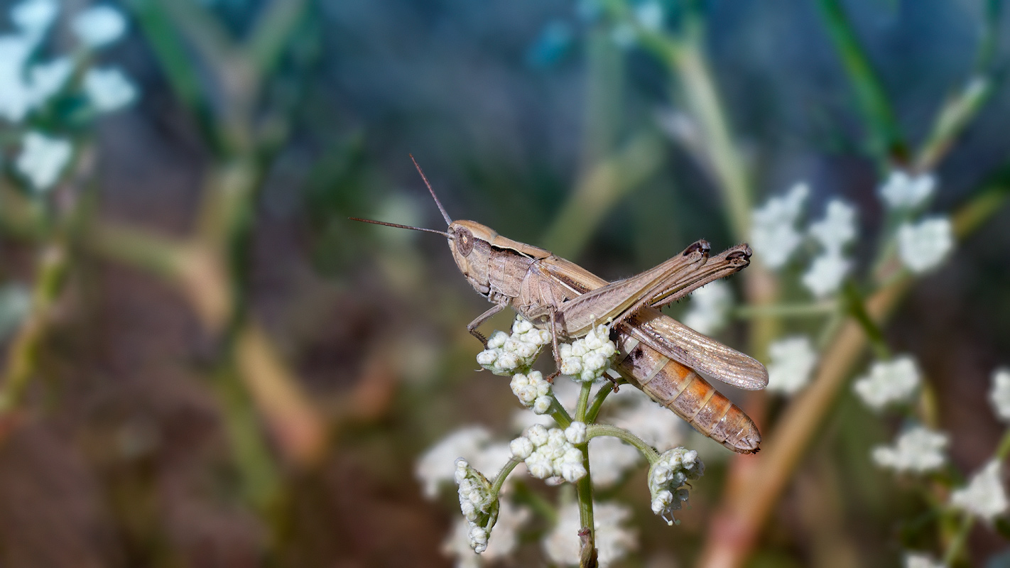 photo "***" tags: macro and close-up, 