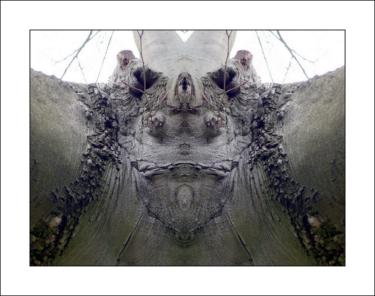 фото "gorilla" метки: digital art, природа, макро и крупный план, bark, mirror, tree