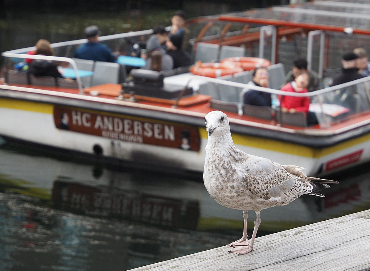 photo "the ugly duckling missing.." tags: street, travel, reporting, H.C Andersen, Nyhavn Copenhagen, the ugly duckling