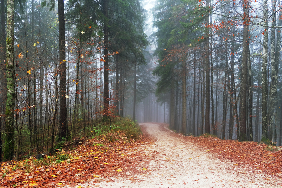 фото "Осень, туманное утро" метки: пейзаж, природа, путешествия, 