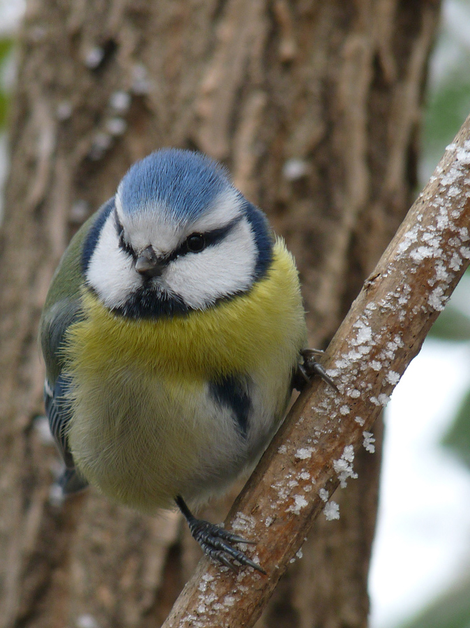 photo "***" tags: macro and close-up, wild animals