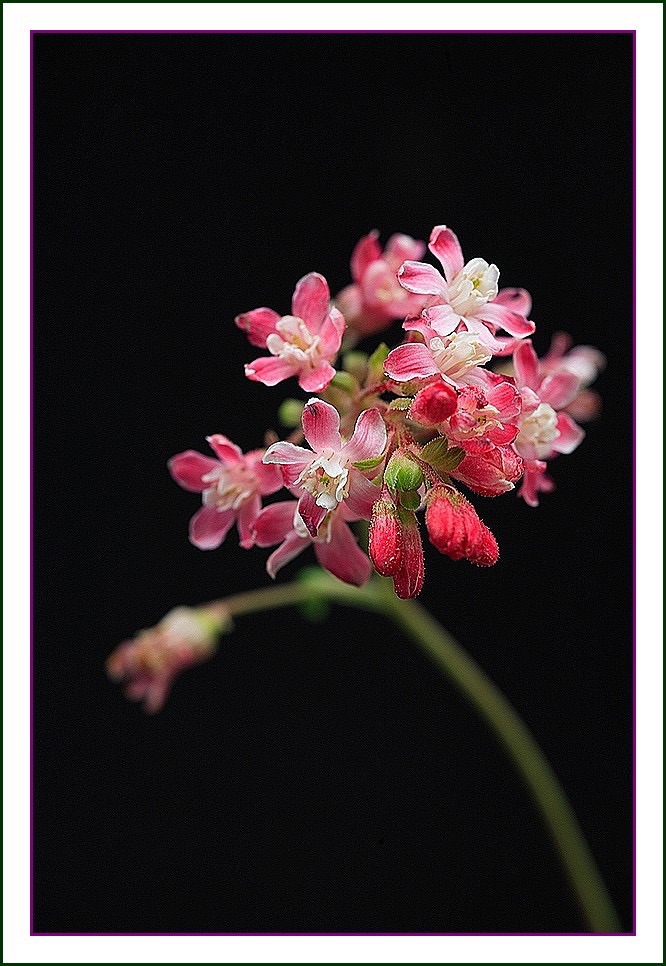 фото "Flower" метки: макро и крупный план, 