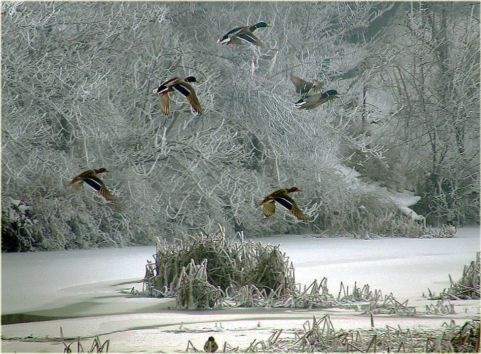 photo "***" tags: nature, winter