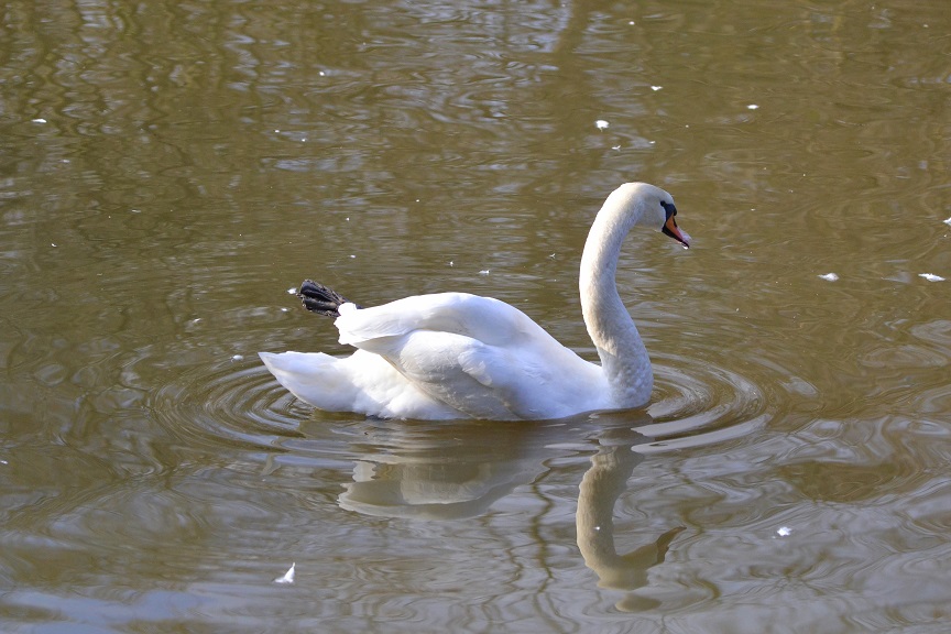 photo "лебедь плывет по озеру lebed' plyvet po ozeru" tags: nature, swan....