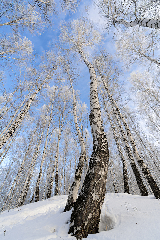 photo "***" tags: landscape, nature, birches, hoarfrost, winter, голубое небо, холод