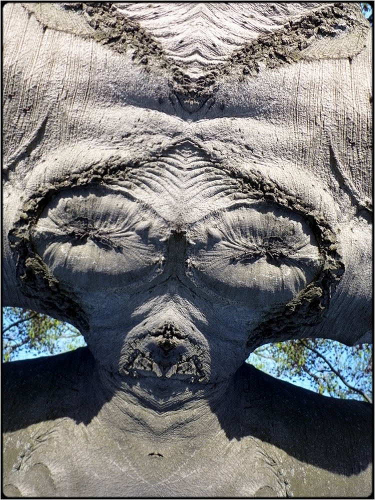 photo "the alien bride" tags: digital art, nature, macro and close-up, bark, close-up, mirror, tree