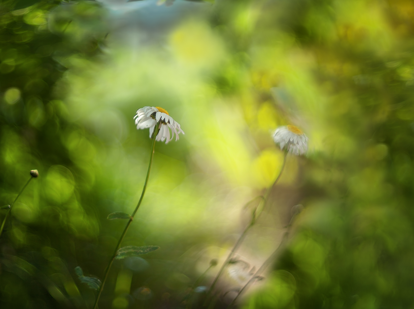 photo "***" tags: macro and close-up, nature, 