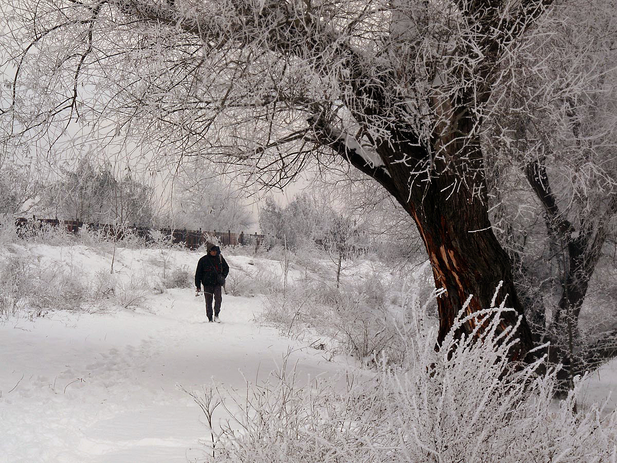 photo "***" tags: nature, winter