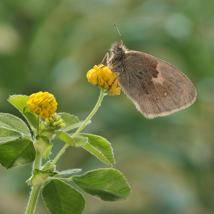 фото "Coenonympha pamphilus - Сенница обыкновенная" метки: макро и крупный план, 