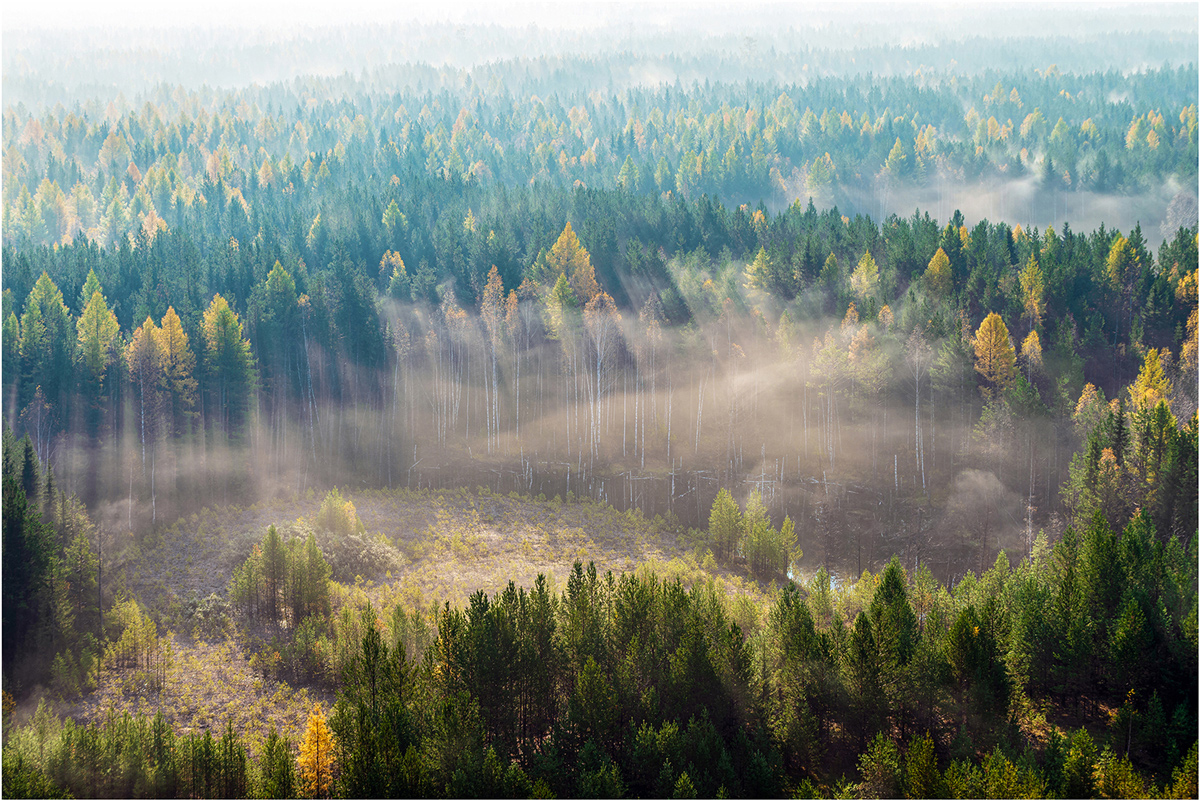 photo "***" tags: landscape, autumn, forest, morning, туман.