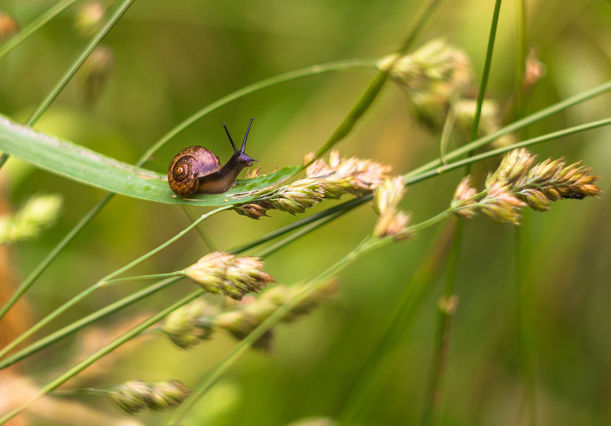 фото "***" метки: природа, 