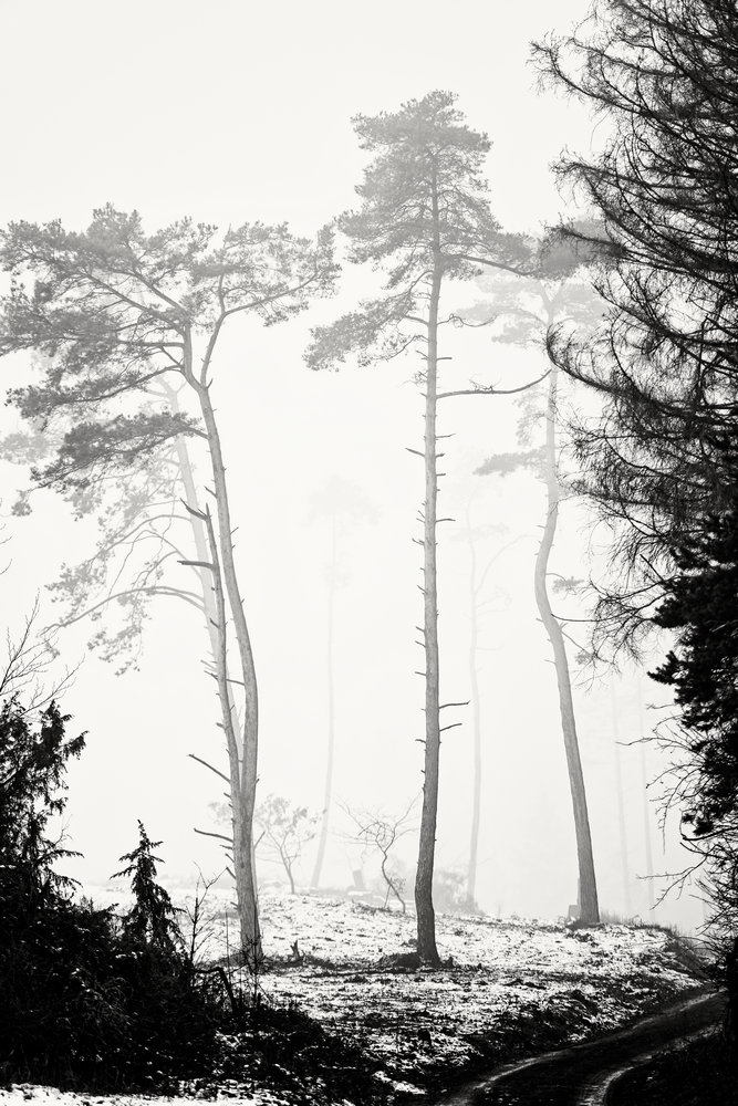 photo "graphic" tags: landscape, black&white, Europe, forest, winter