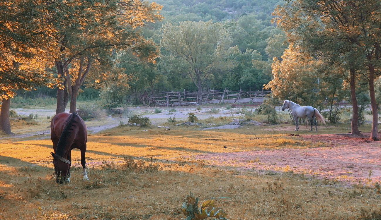 photo "the horses" tags: misc., 