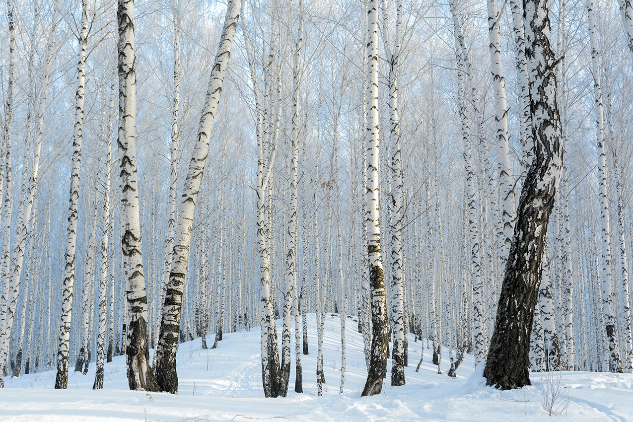 photo "***" tags: nature, birches, winter, голубой лес, мороз, холод