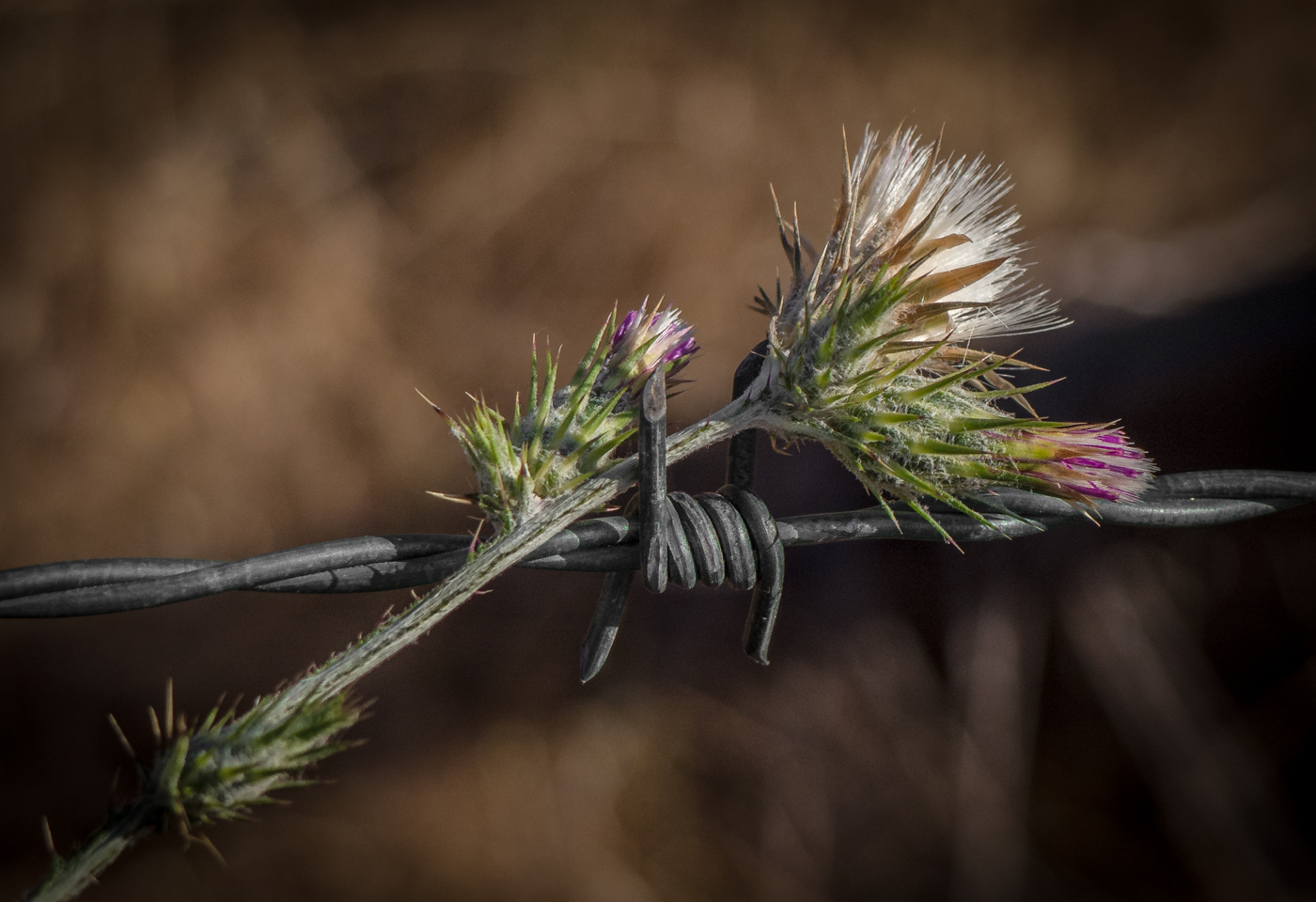 photo "Колючки" tags: macro and close-up, колючки