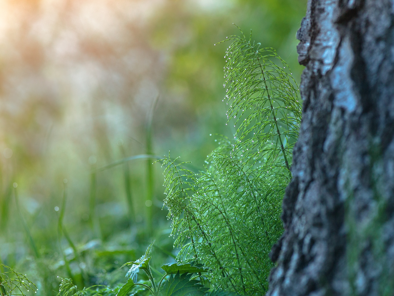 photo "***" tags: nature, macro and close-up, 