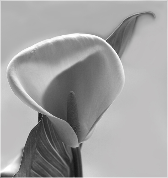 photo "Calla" tags: black&white, 