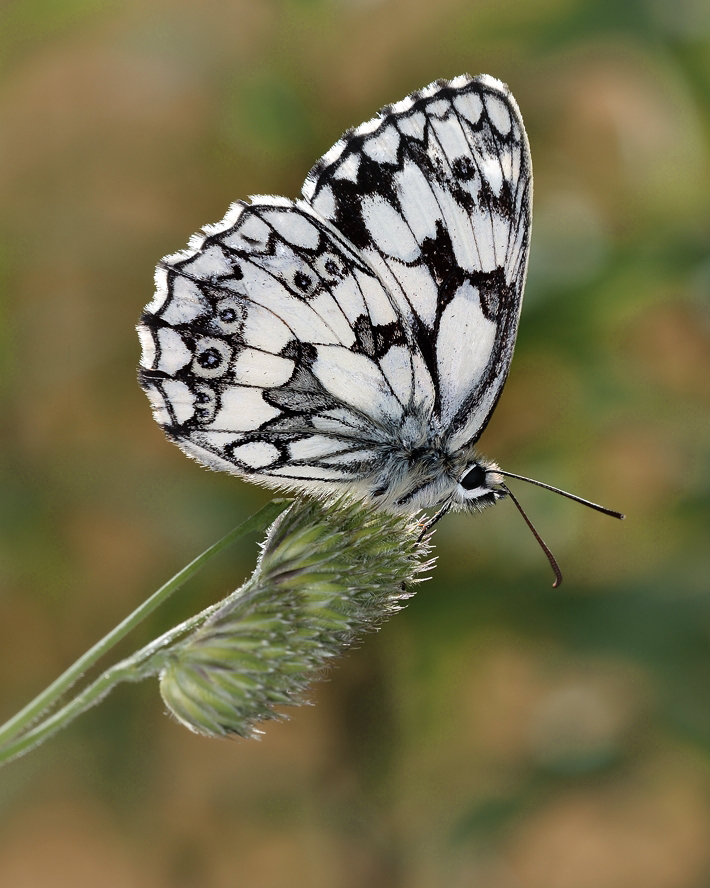 photo "***" tags: macro and close-up, 