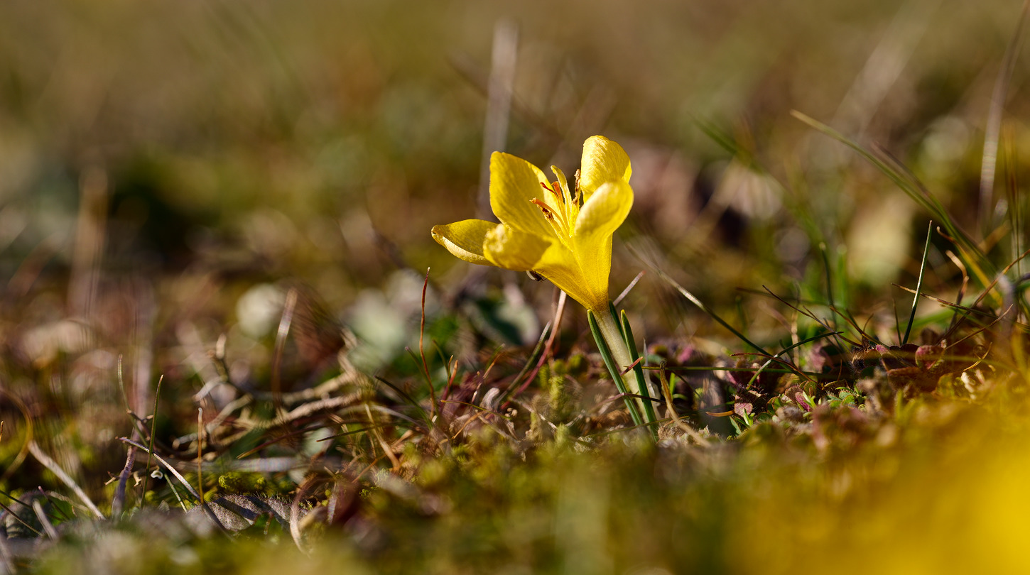 photo "***" tags: macro and close-up, 