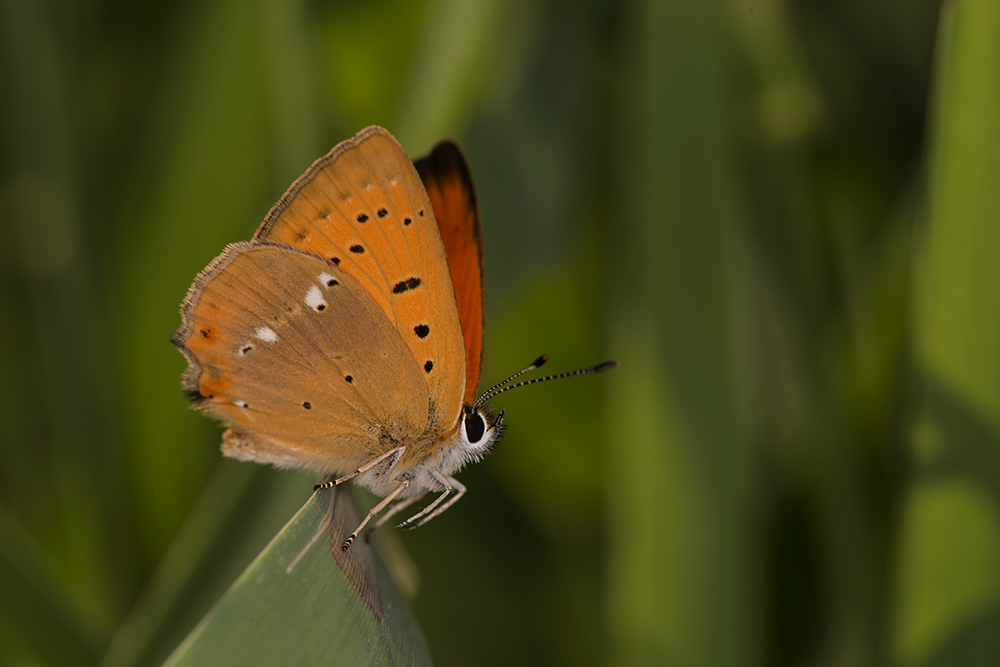 photo "***" tags: macro and close-up, бабочки