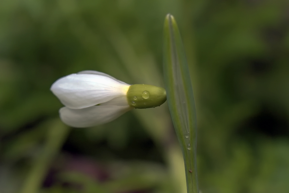 photo "***" tags: macro and close-up, капли, подснежник