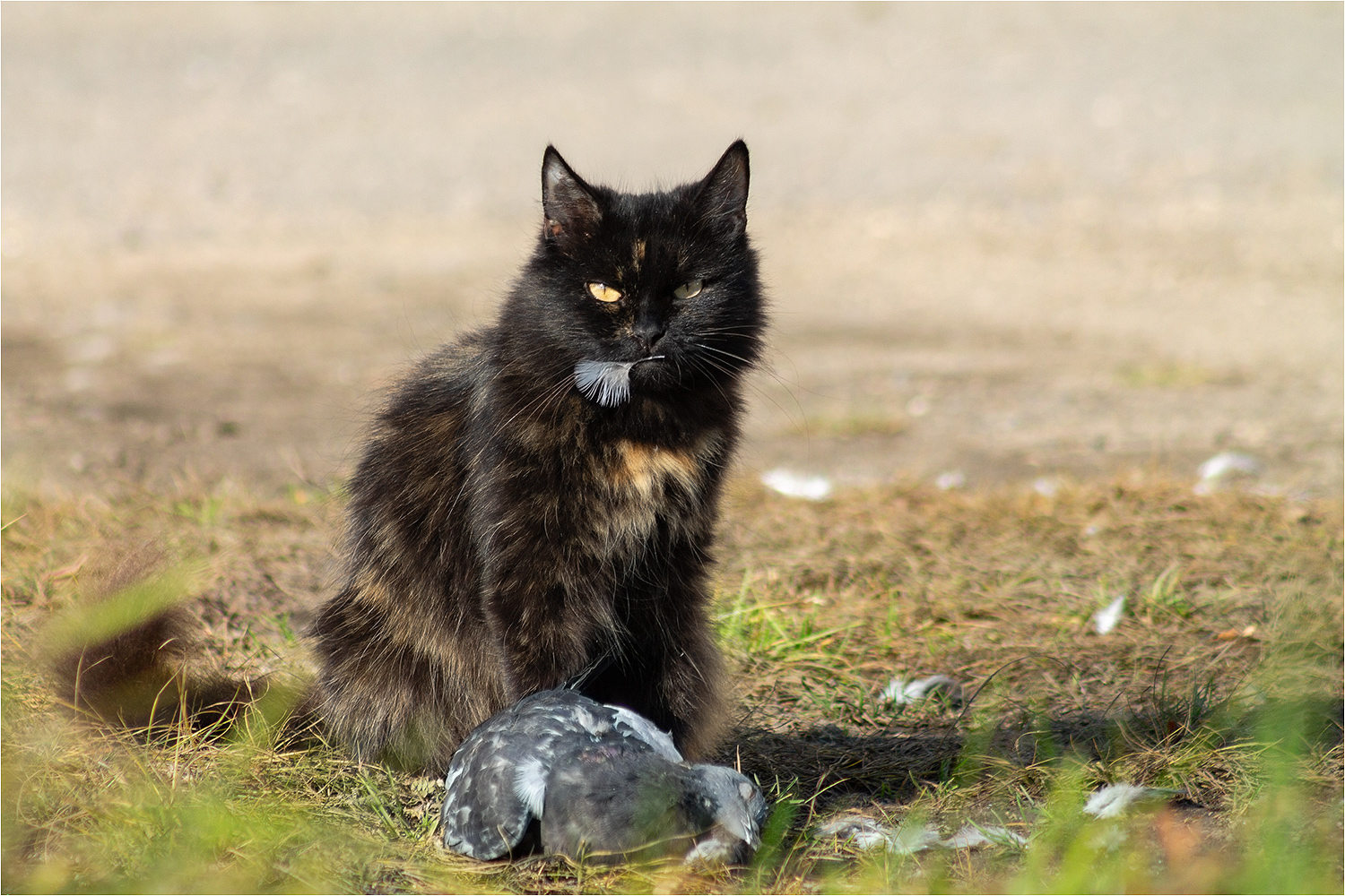 фото "Котик." метки: природа, путешествия, портрет, кот, осень, птицы, трава